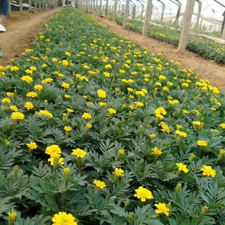 庭园栽培草花  批发孔雀草  量大优惠