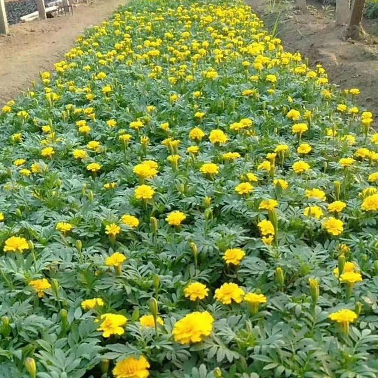 出售双色盆孔雀草  孔雀草种植基地  保质保量