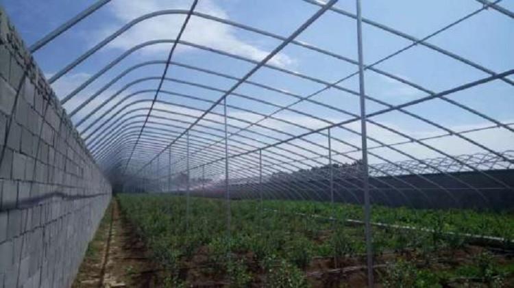 山东日光温室 日光温室大棚建设 育苗日光温室大棚 天之蓝温室