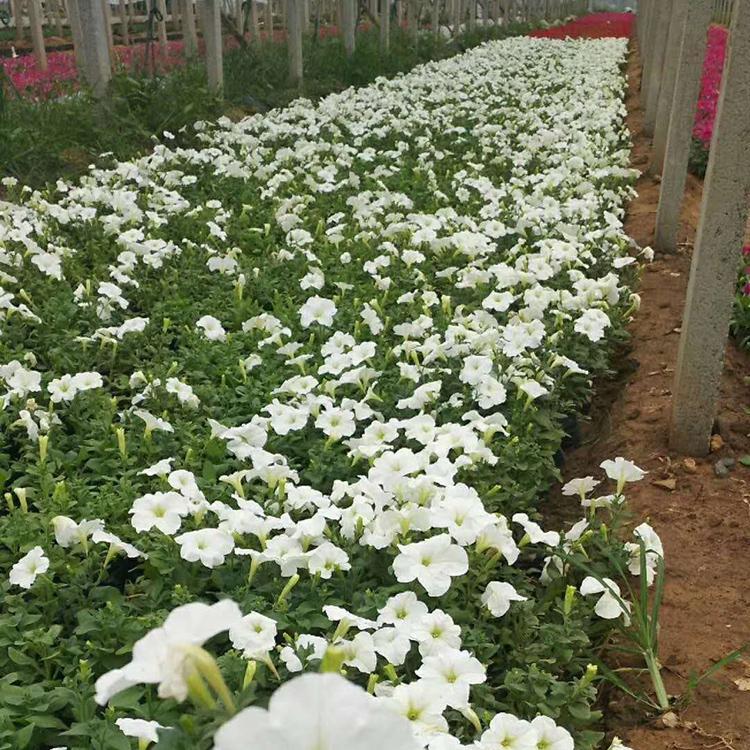 承接时令草花  矮牵牛价格  矮牵牛花