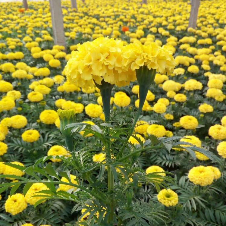 国庆租摆万寿菊  万寿菊基地  万寿菊花苗  四季草花