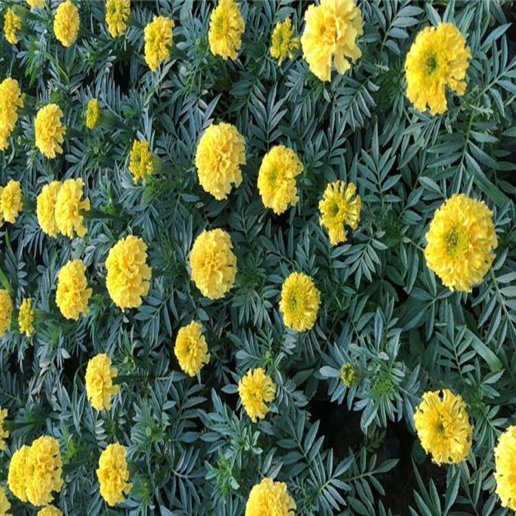 山东青州草花基地  万寿菊基地直销  万寿菊小苗供应商  四季草花