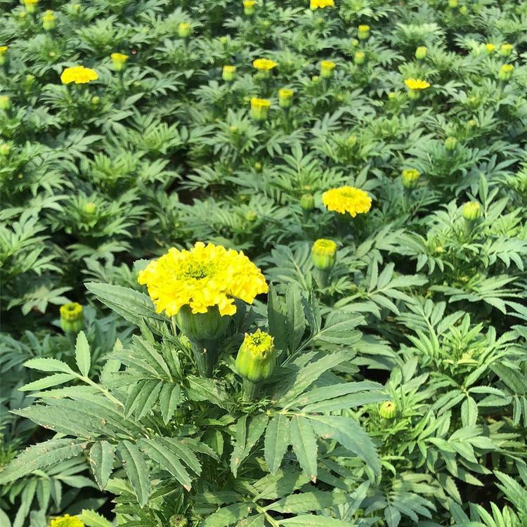 茂刚  万寿菊供应商  双色盆万寿菊价格  花型饱满 观赏性好