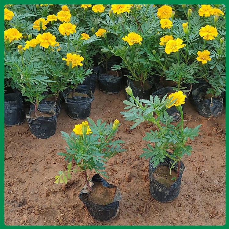 玉江孔雀草基地 销量好孔雀草商家推荐 孔雀草