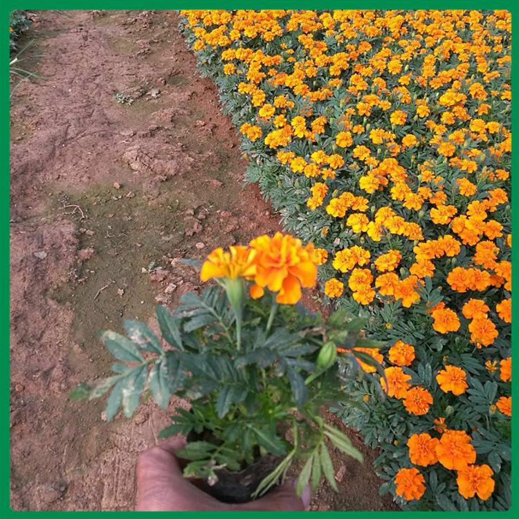 孔雀草-青州玉江批售 孔雀草价格 山东孔雀草种植基地