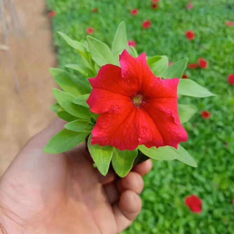 租摆花卉批发  矮牵牛基地  盆栽矮牵牛