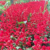 静竹花卉  一串红基地直供   道路绿化工程花卉一串红    