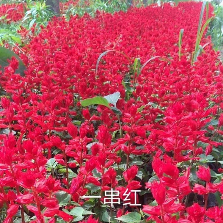 青州一串红供货鸡冠花出售
