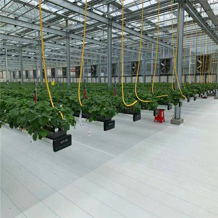 信誉至上 空中草莓种植系统 草莓无土栽培 服务至上