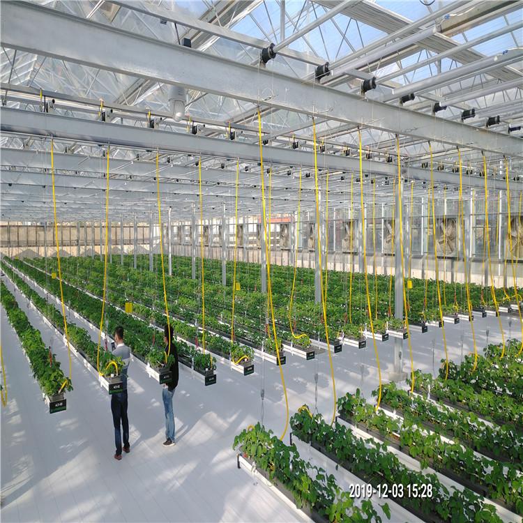 期待合作 悬挂式草莓种植系统 高架设施栽培草莓技术 服务至上