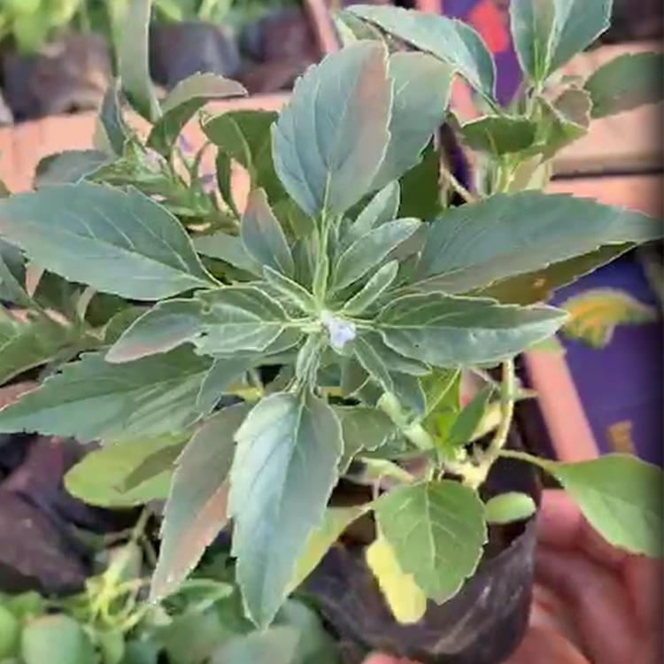 草花租摆长春花  天天开  天天开苗圃供应  价格优惠