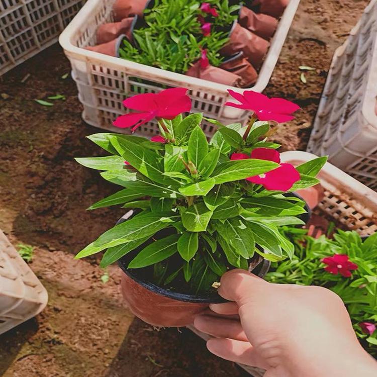 园林花坛植物  天天开批发商  天天开苗圃供应  常年供应花苗