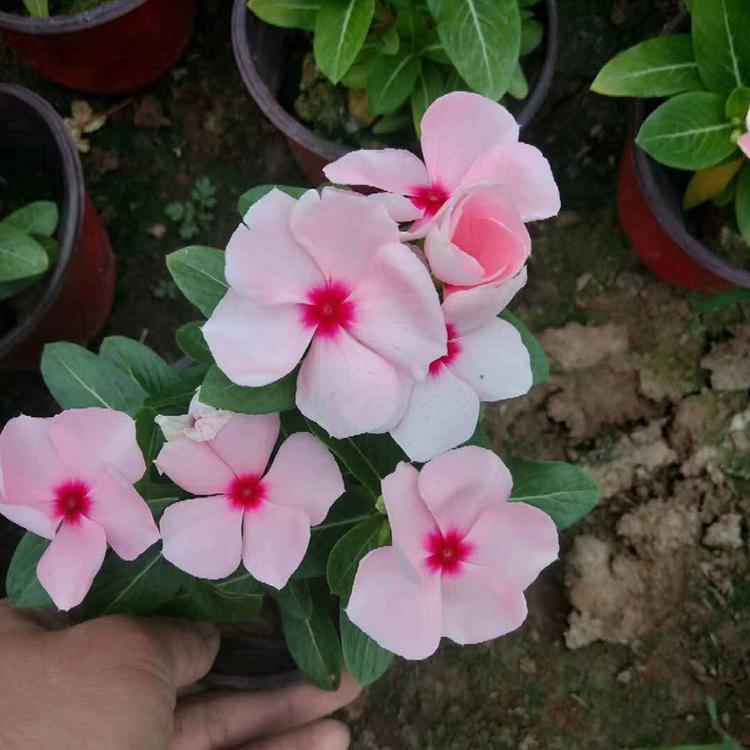 四季开花  天天开批发商  长春花种植基地  价格优惠