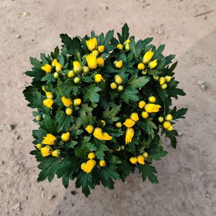 十月一国庆菊  红色国庆菊  基地直销