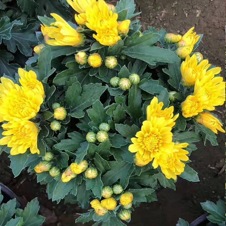 十月一绿化用苗国庆菊  静竹花卉大量供应国庆菊  国庆菊盆栽