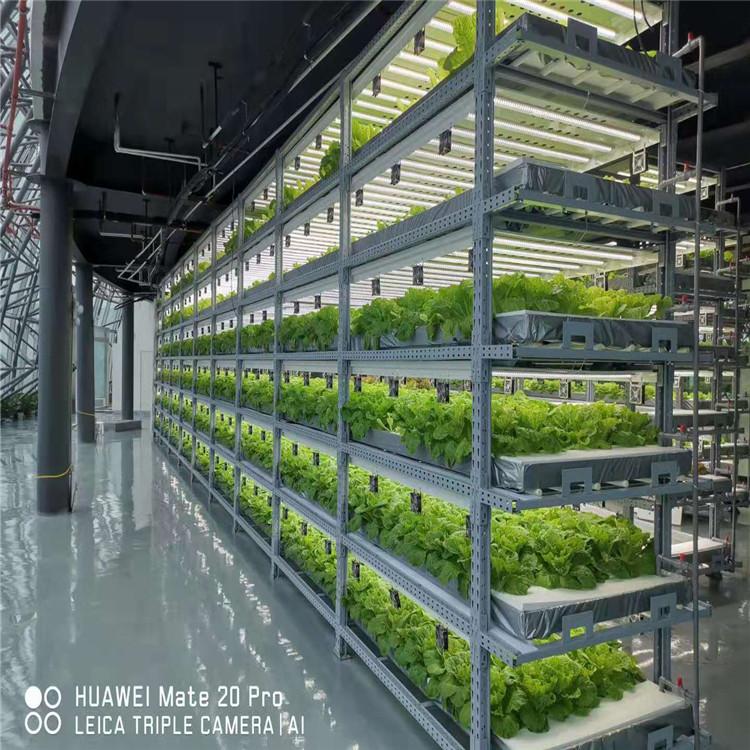服务至上 M式水培叶菜系统 M式水耕技术 欢迎咨询