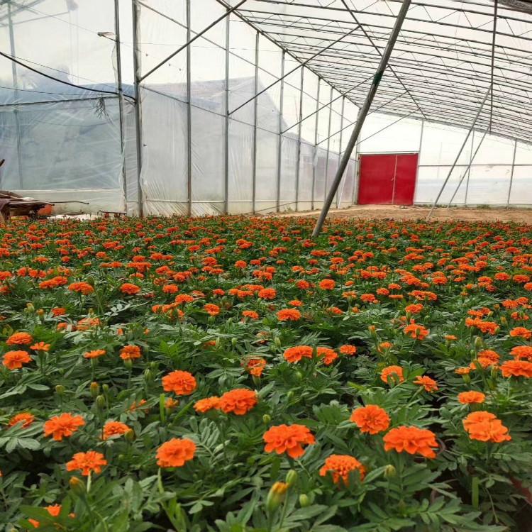 青州花卉苗木   孔雀草基地   保质保量