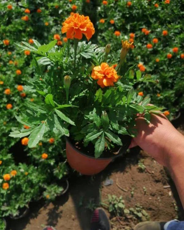 十一草花孔雀草   孔雀草大量供应   量大优惠