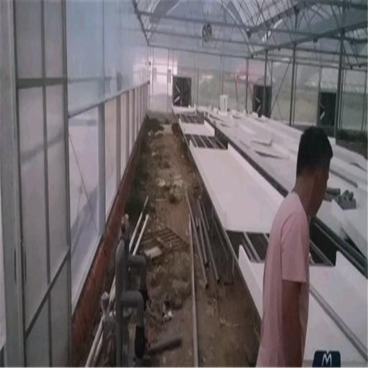 营养均衡体系 深液流叶菜种植系统 叶菜种植系统 欢迎洽谈
