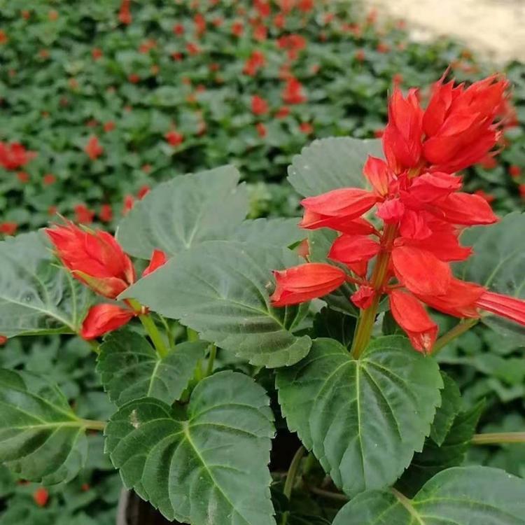 商场门口摆放花卉   一串红基地直销   道路绿化工程