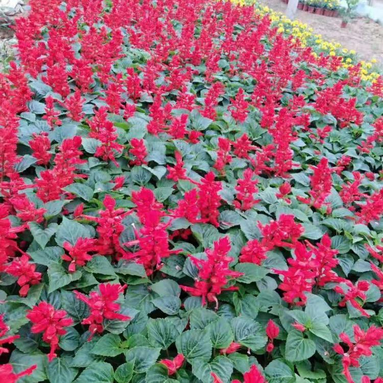 商场门口摆放花卉   一串红基地直供   花海工程