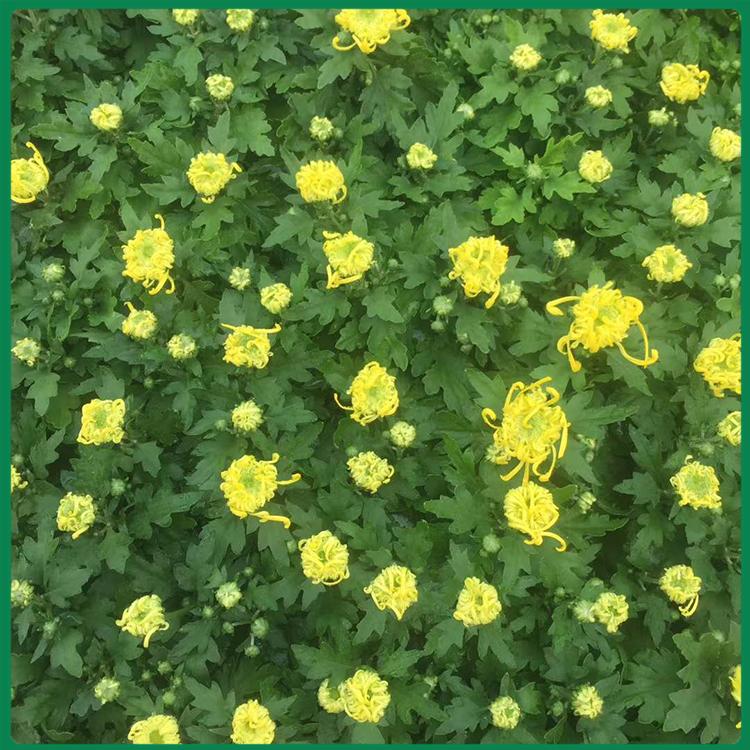 大菊花 青州冠鑫 基地直销国庆菊 国庆菊基地种植