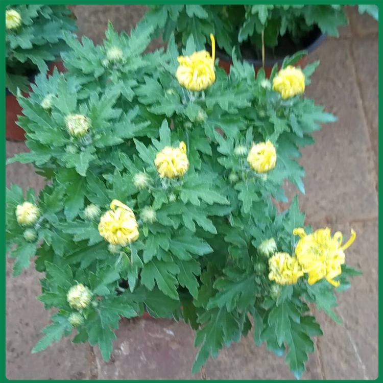 大菊花盆栽 九月菊价格 大菊花批发商 山东国庆菊基地
