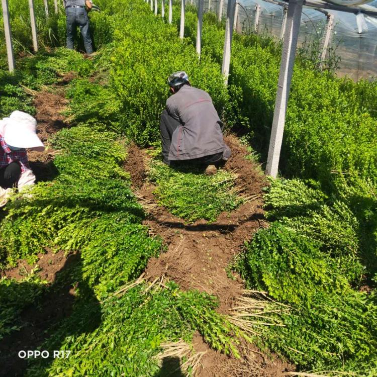 青州瓜子黄杨批发基地  价格实惠