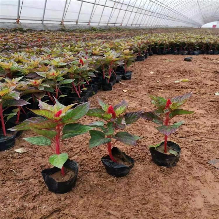 进口鸡冠花  一支笔花苗 凤尾鸡冠花  批发价格
