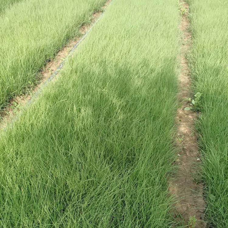 粉黛乱子草 粉黛乱子草小苗 欢迎预定
