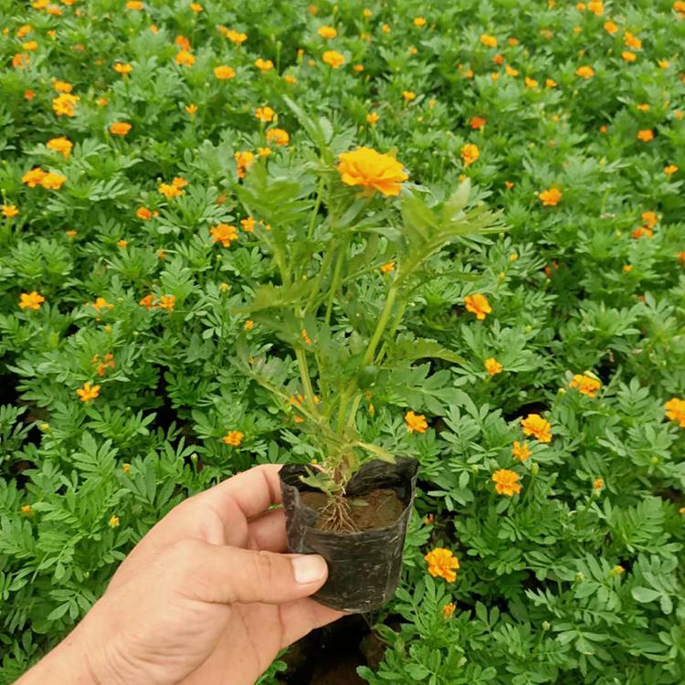 盆栽孔雀草 孔雀草报价 孔雀草供应