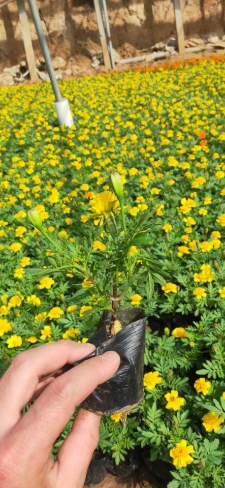 庭园栽培草花 批发孔雀草  批发优惠