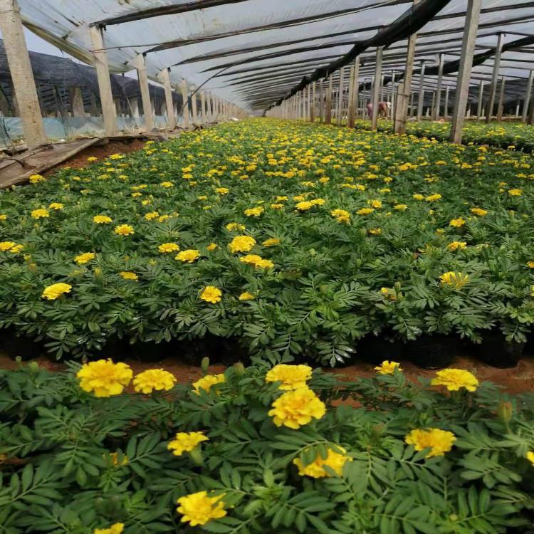 青州花卉苗木 孔雀草苗  孔雀草基地报价 量大优惠