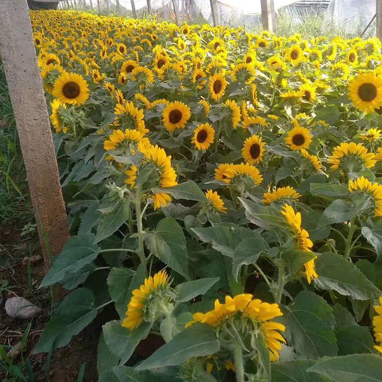 向日葵价格 向日葵小苗基地 向日葵种植 观花向日葵