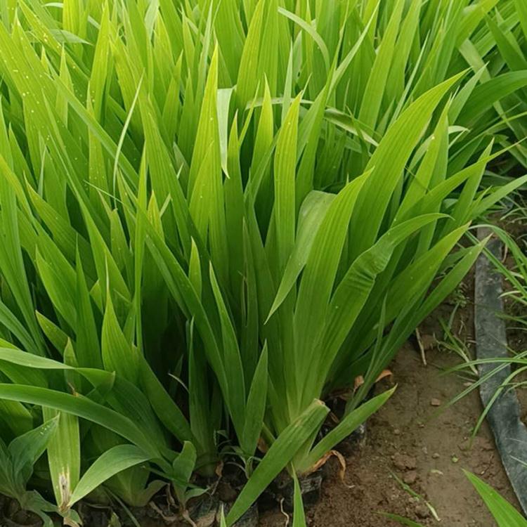 鸢尾苗 鸢尾种植基地 大量供应鸢尾苗