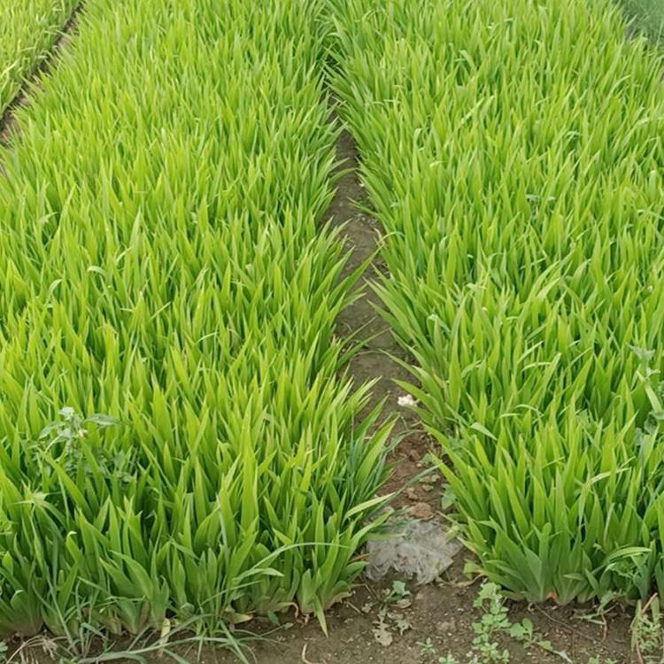 蓝花鸢尾小苗 鸢尾基地 青州鸢尾种植培育商