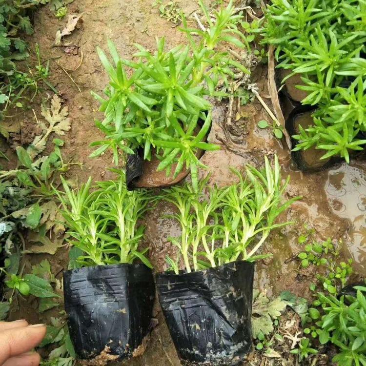 屋顶绿化金叶佛甲草   佛甲草供应商  地被佛甲草培育基地