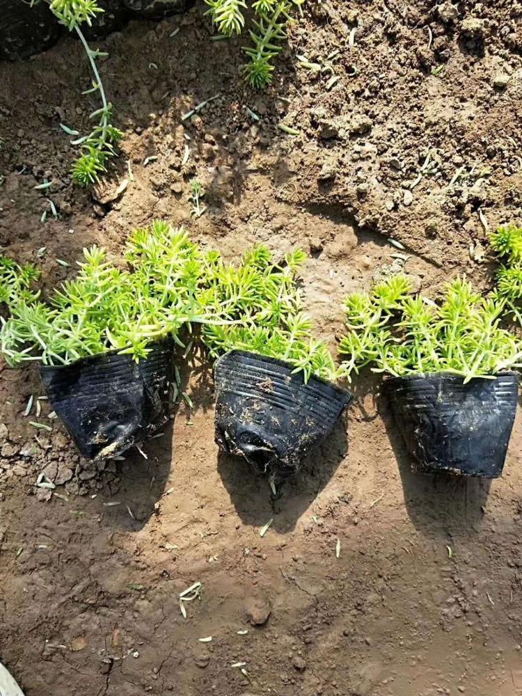 基地直售佛甲草   金叶佛甲草幼苗  地被佛甲草培育基地