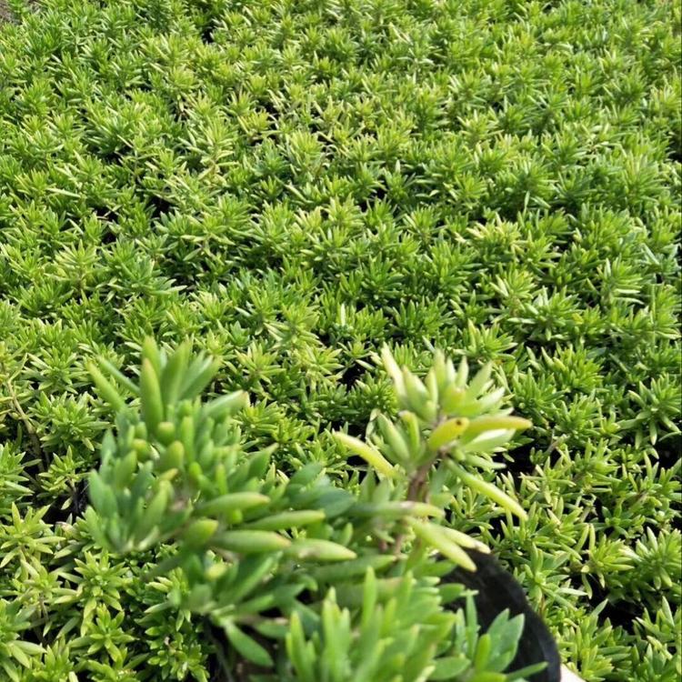 出售绿叶佛甲草   金叶佛甲草出售  佛甲草种植基地