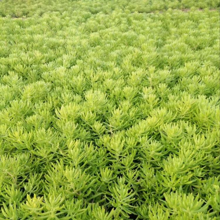 基地自产自销佛甲草   地被佛甲草供应