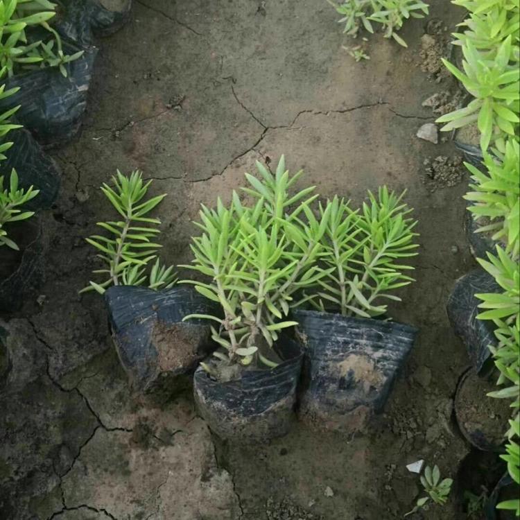 山东青州宿根草花基地   批发佛甲草  金叶佛甲草宿根花卉