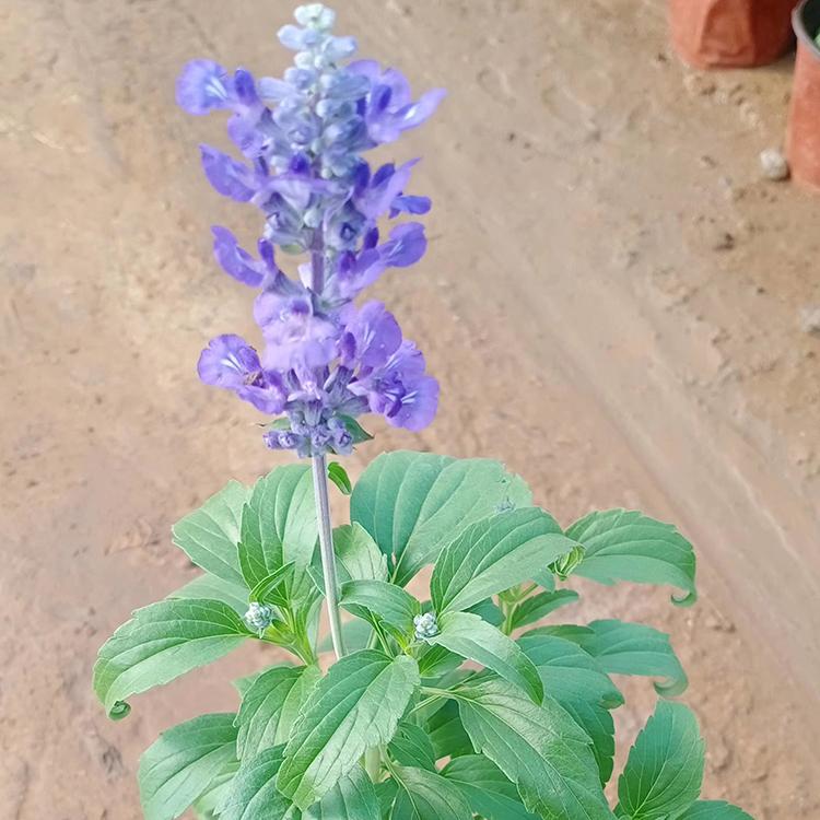 天卓花卉 鼠尾草小苗 鼠尾草批发