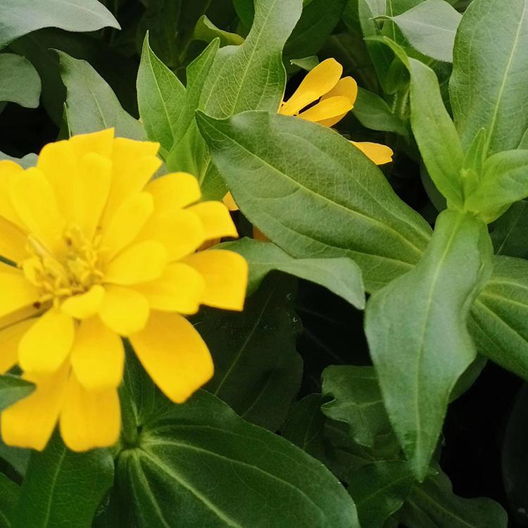 百日草 订购报价 百日草培育基地 山东草花