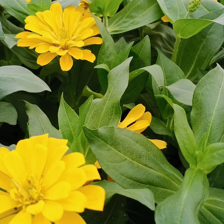量大优惠 百日草小苗 百日草培育基地