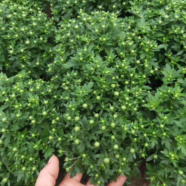 天卓花卉苗木 大盆国庆菊 国庆菊批发