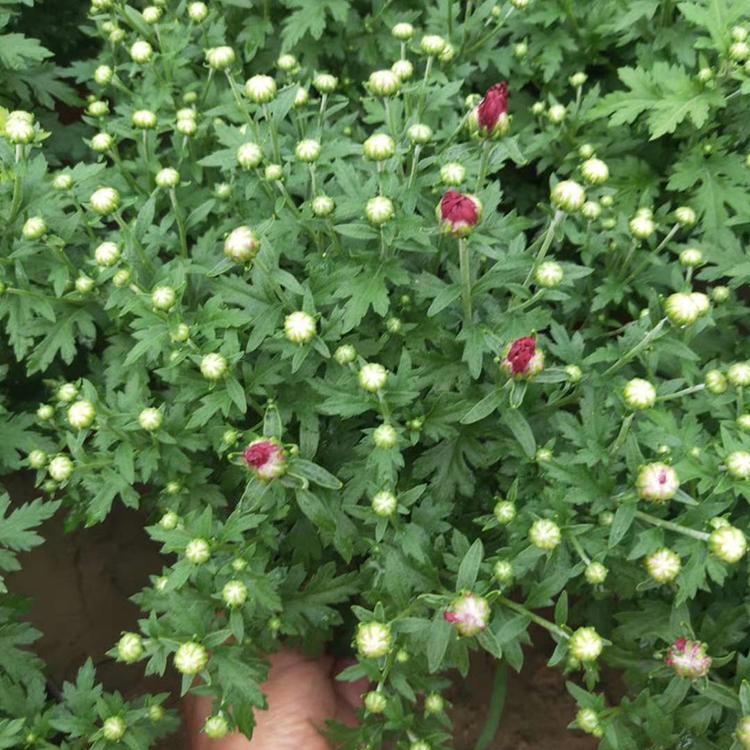 国庆菊种植基地 欢迎订购 山东国庆菊