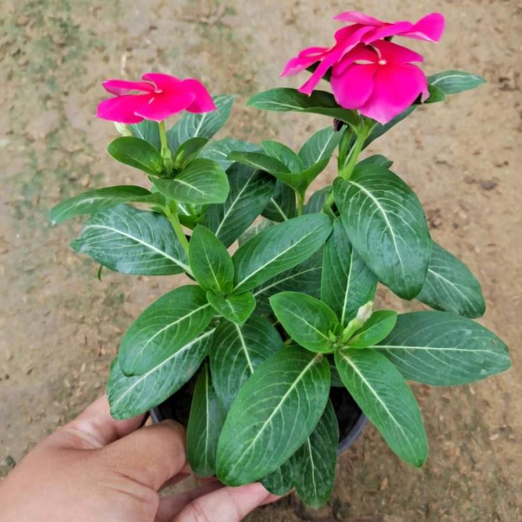 长春花供应 天天开批发基地  长春花小苗