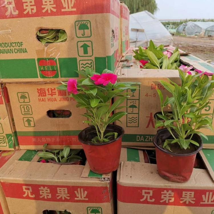 长春花供应 天天开小苗批发  长春花价格