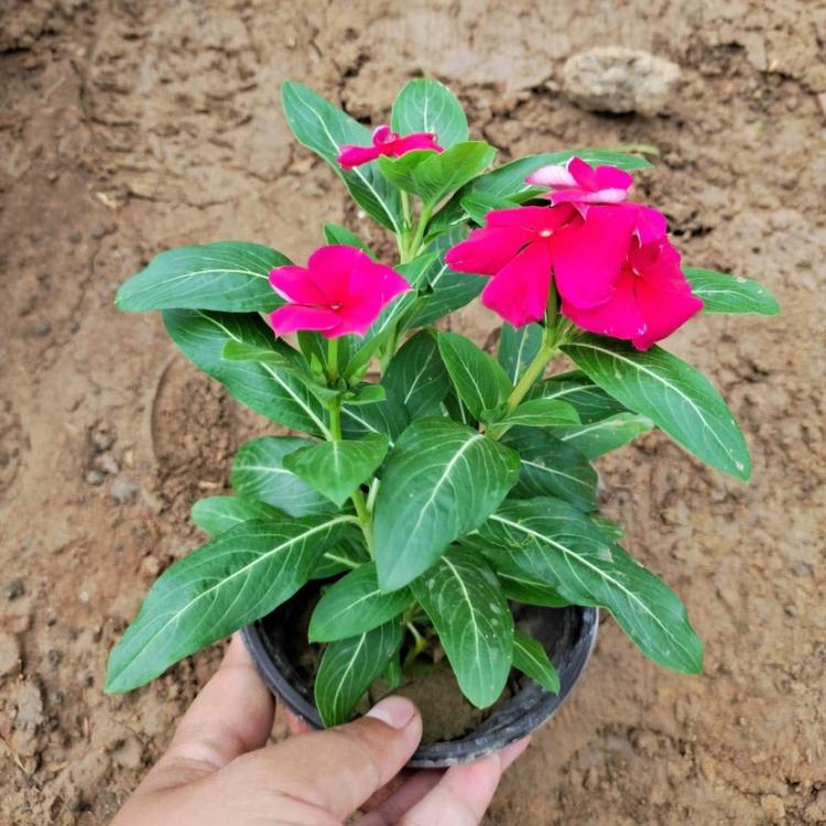 长春花供货商  天天开价格  长春花种植基地