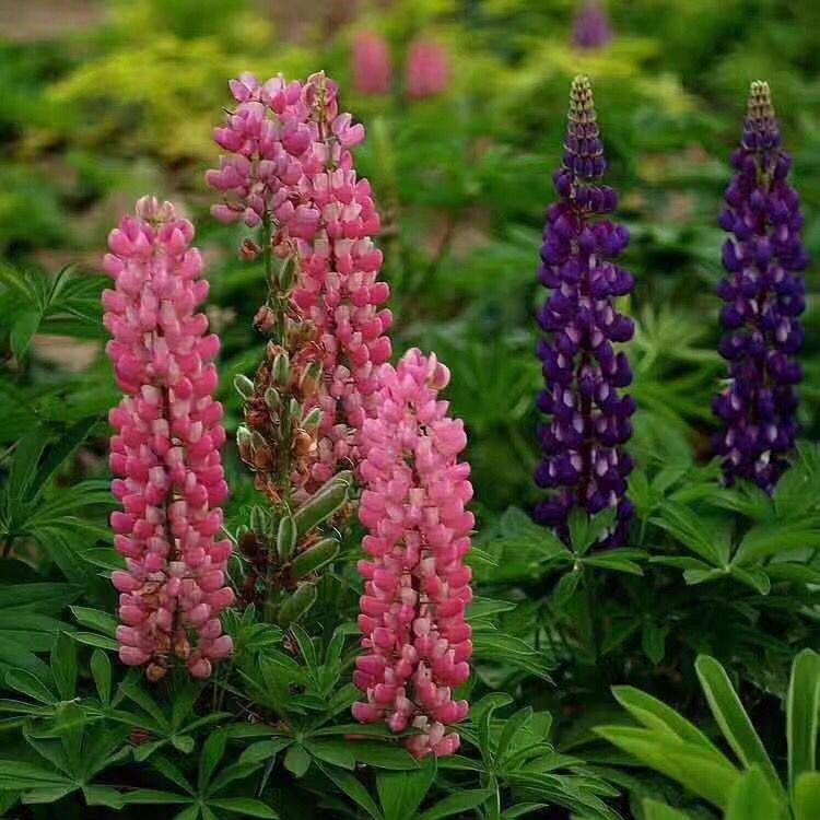 羽扇豆批发基地 慧帆花卉苗木  羽扇豆小苗